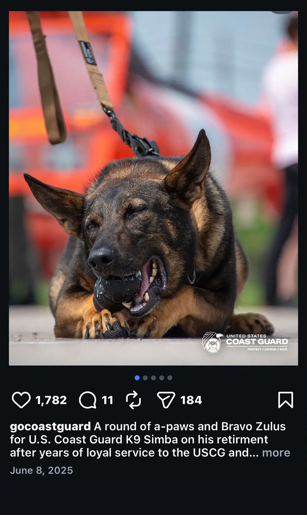 Coast Guard K9 member Simba retirement image with him chewing on a treat